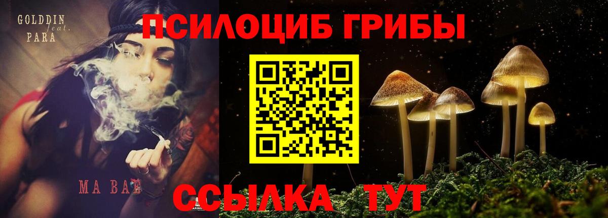 Галлюциногенные грибы Psilocybe Лениногорск